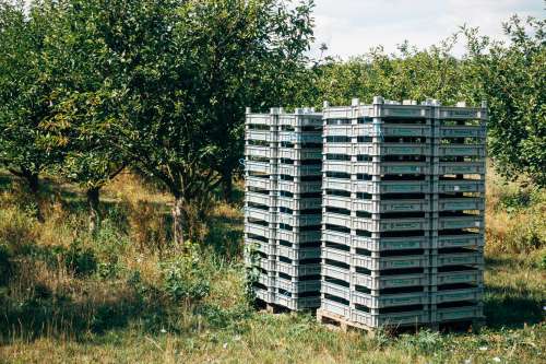 Trays Stacked At Entrance To Orchard Photo