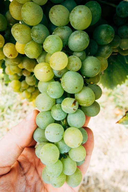 A Hand Holds Up A Bunch Of Grapes Photo