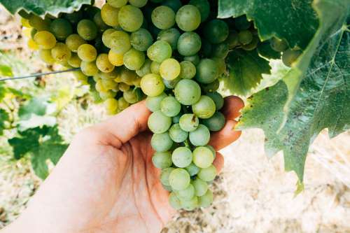 Hands Holding Grapes On The Vine Photo
