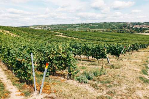 Vineyard Cascading Over Hillside Photo