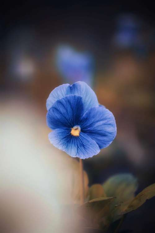 Close Up Of Blue Pansy Flower Photo