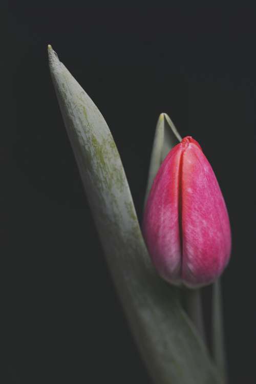 Closed Tulip In Shadows Photo