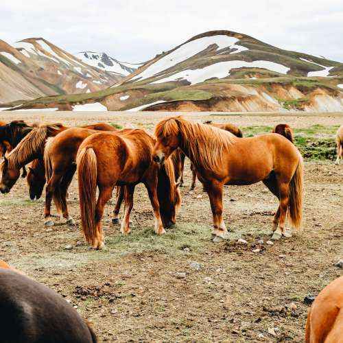 Brown Horses Grouped Together Photo