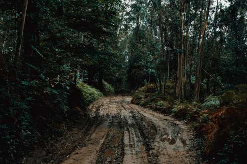 Muddy Trail Beneath The Trees Photo