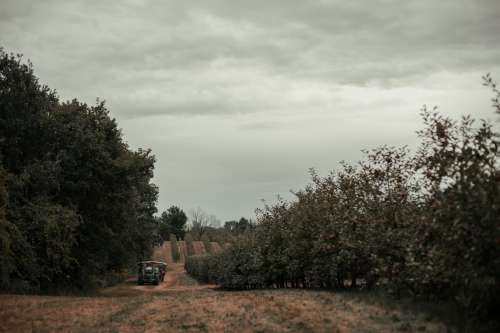 Overcast Day At An Apple Orchard Photo