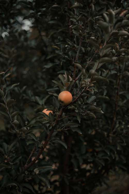 Close Up Of Orchard And Single Apple Photo