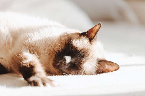 Brown And White Cat Dozing Off Photo