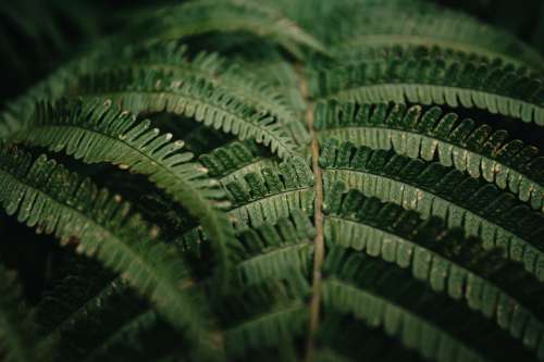 Detailed Fern Leaves Close Up Photo