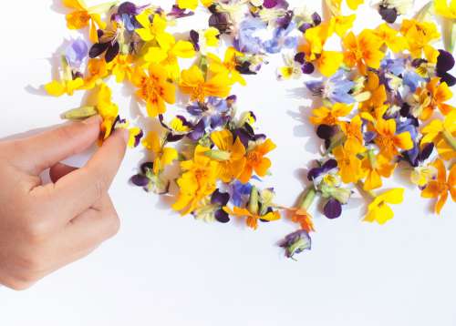 Hand Picks From Scattered Flower Petals Photo
