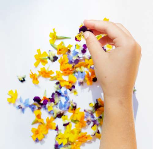 Hand Picks Out Flower Petal Photo