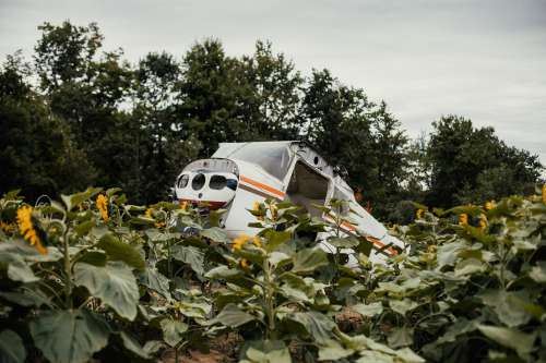 Abandoned Plane In Sunflower Field Photo
