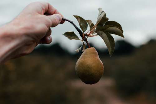 Hand Holding Pear Still On The Branch Photo