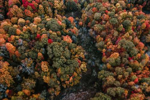 Stream Nestled Between Fall Trees Photo