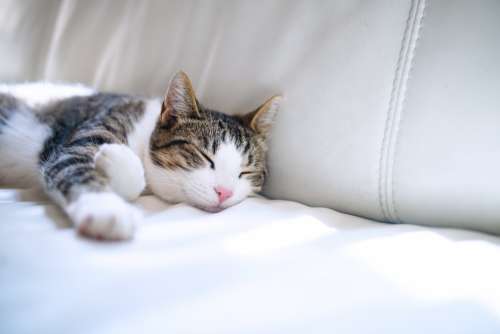 Lounging Brown And White Tabby Cat Photo