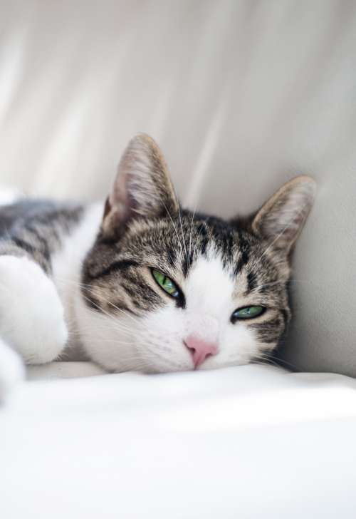 Tabby Cat With Luminous Green Eyes Photo