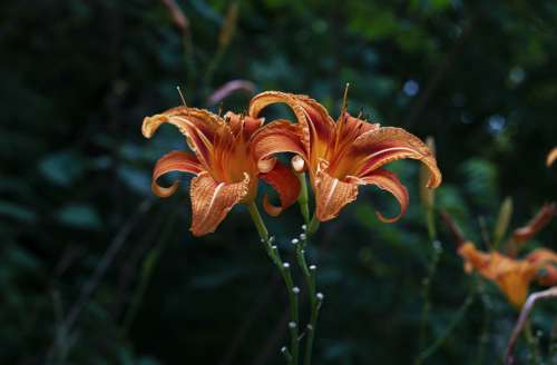 Close Up Of Bright Orange Lily Photo