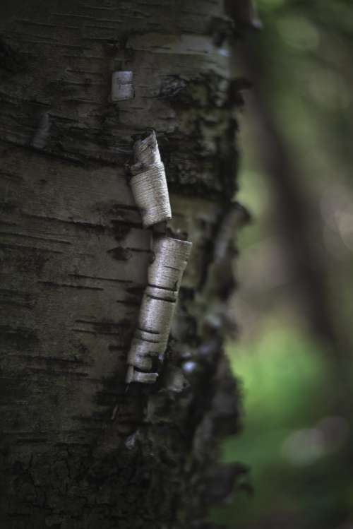 Bark Peeling Away On Birch Tree Photo