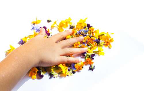 Hand Placed On Flower Petals Photo