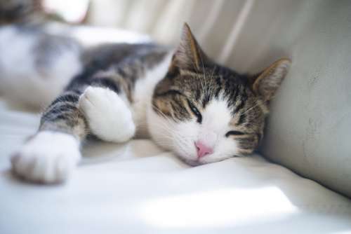 Relaxing Brown And White Tabby Photo