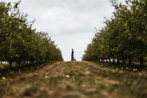 Woman Stands At The Edge Of An Orchard Photo