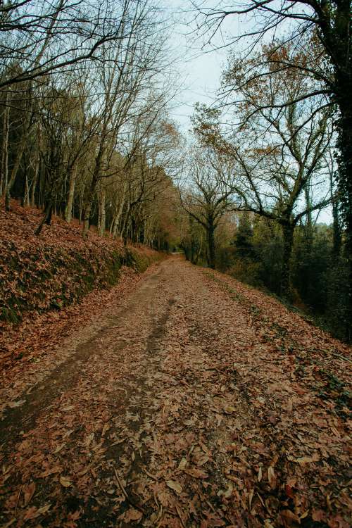 Off The Beaten Path In Fall Season Photo