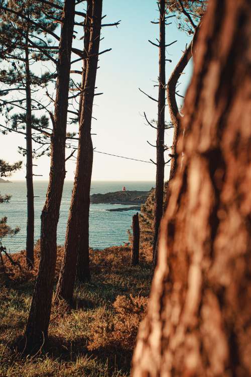 Distant Lighthouse Seen Through The Trees Photo