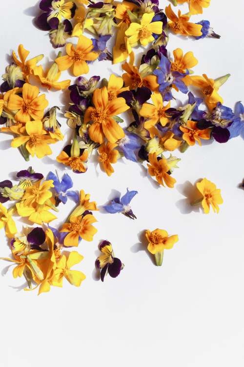 Scattered Yellow And Purple Petals Photo