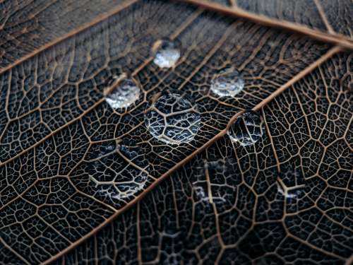 Water Droplets Magnify Leaf Photo