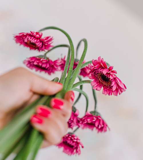 Bunch Of Large Pink Daisies Photo