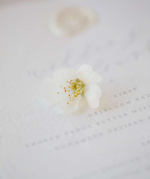 A Flower And A Wedding Invite Photo