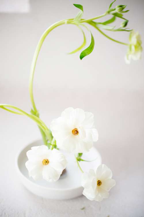 White Flower White Pot On Table Photo