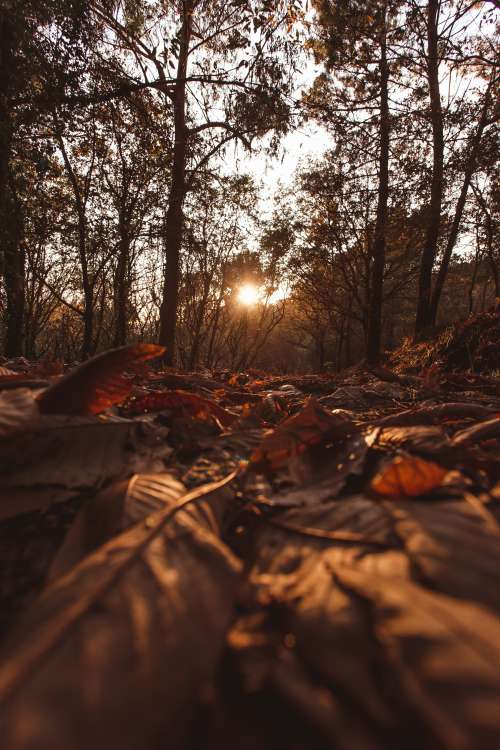 Sunlight Peeks Through Autumn Trees Photo