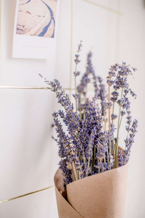 Lavender Flowers Wrapped In Paper Photo