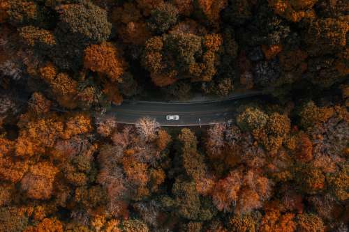 Centered Car Driving Through Forest Photo