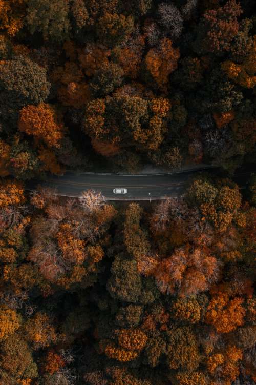 Portrait Aerial View Car Driving Through Forest Photo