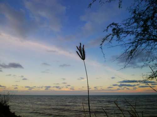 Single grass by the sea at sunset