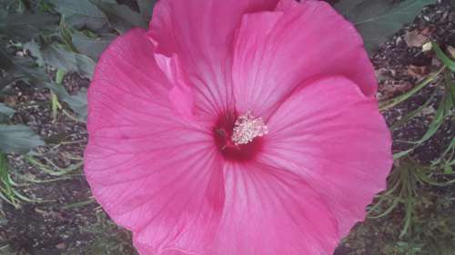 Gorgeous Pink Hibiscus Flowers