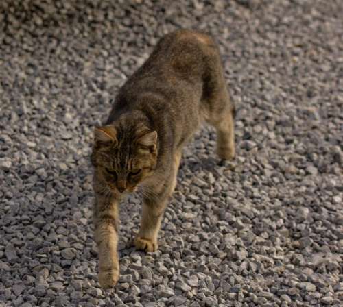 Domestic cat walking