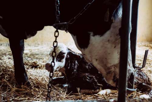 Newborn calf being cleaned by its mother 4