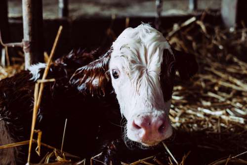 Newborn calf portrait 2