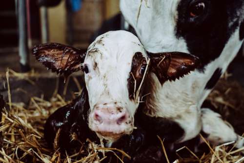 Newborn calf being cleaned by its mother closeup