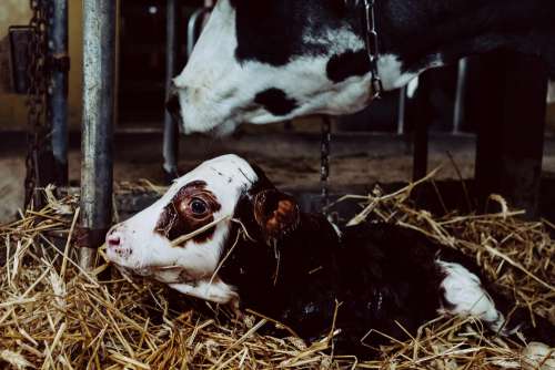 Newborn calf being cleaned by its mother