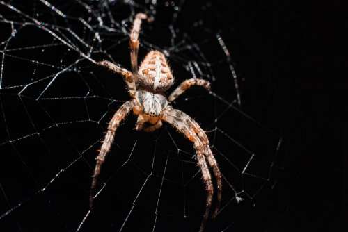 Spider on its web closeup 2