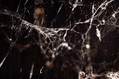 Spider webs 3