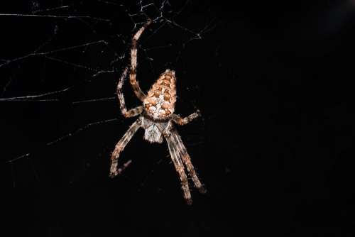 Spider on its web closeup 3