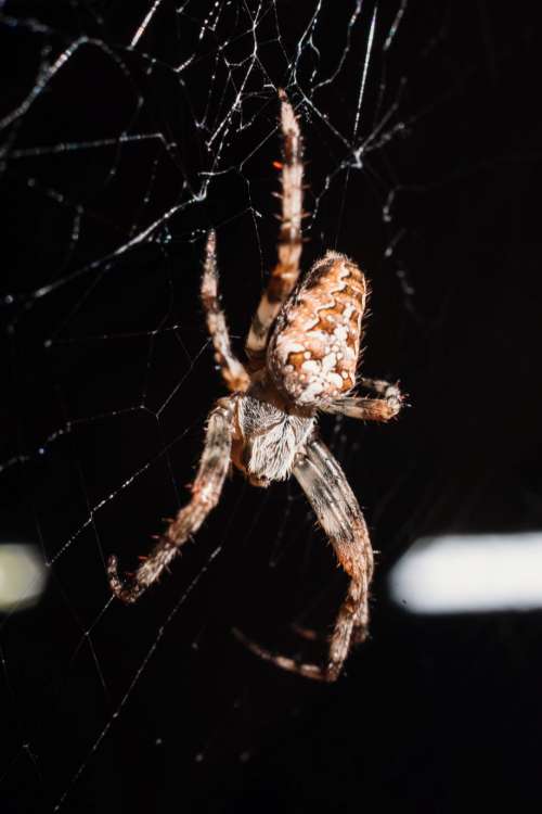Spider on its web closeup