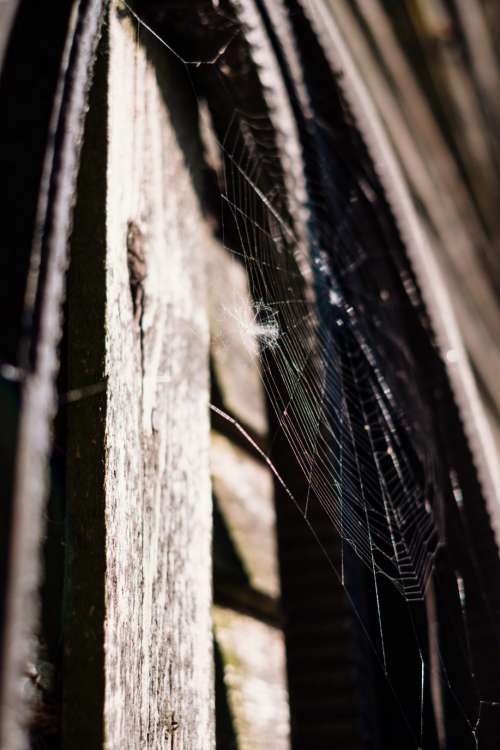 Spider’s web 2