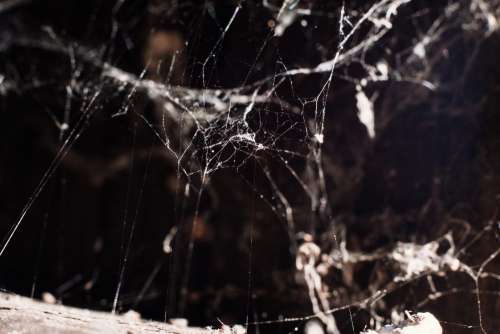 Spider webs 2