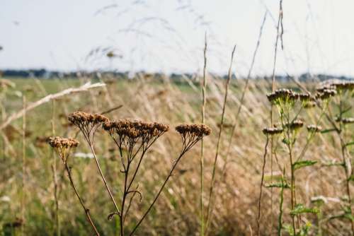 Dried wild flowers meadow