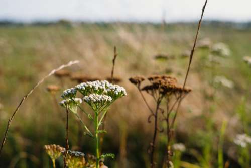 Wild flowers meadow 3